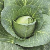 Early Jersey Wakefield Cabbage Seeds Fresh Seeds USA - $12.80