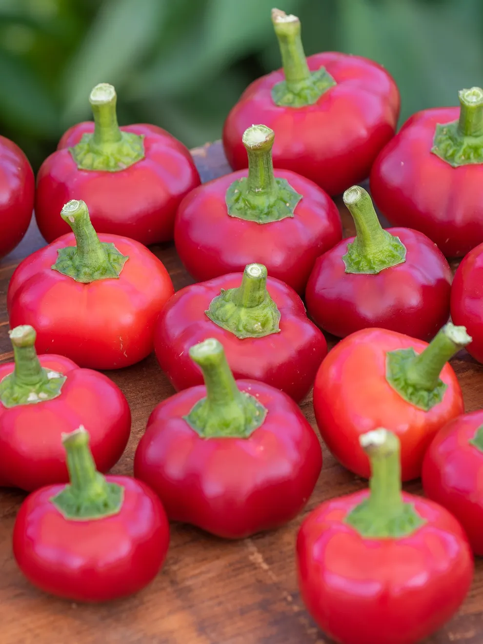 300 Seeds Spicy Red Cherry Pepper - Non-GMO Heirloom - $8.58