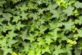 English Ivy Hedera Helix Perennial Bare Root Live Garden Plant - $30.58