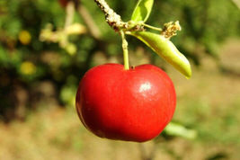 5 Seed Barbados Cherry Malpighia Emarginata Sweet Exotic Tropical Fruit Seed - £20.43 GBP