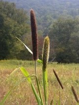 100 Seeds Foxtail Millet Quick Grow Heirloom Seeds Transform Spaces - £7.64 GBP