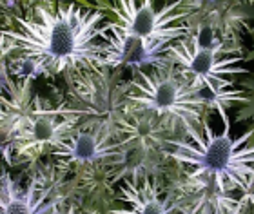  10 seeds Eryngium alpinum, &#39;blue star&#39; sea holly - £9.57 GBP