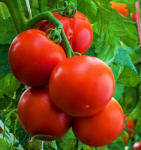 Ace 55 Tomato Seeds Indeterminate Farmers Market Beefsteak Vegetable Seed  - £4.63 GBP