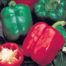 Bell Boy Bell Pepper Seeds Fresh Seeds USA - $12.80