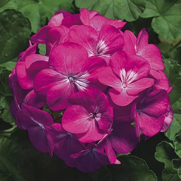 15 Geranium Seeds Pinto Premium Deep Rose Garden - £8.65 GBP