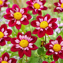30 Dahlia Collarette Dandy Flower Seeds Mix Annual Bi-Color - £14.35 GBP