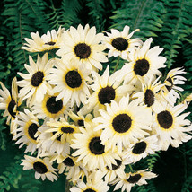 Sunflower Italian White Small Great For Cutflowers Non-Gmo Hummingbirds 50 Seeds - £7.91 GBP