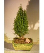 European Cypress Evergreen Bonsai Tree   (chamaecypari Iawsoniana 'ellwoodii')  - $39.95
