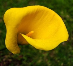 Universe Calla Lily Bulb 14/16cm - Lemon Yellow - $29.99