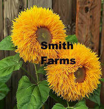 50 Seeds Teddy Bear Sunflowers - $5.25