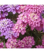 PowerOn 50+ Iberis Candytuft Lilac And Pink Flower Seeds Mix / Deer Resi... - £5.85 GBP
