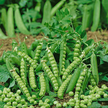 Pea Douce Provence - Pisum sativum - 10+ seeds - Semillas - Graines - H 103 - $72.02 MXN