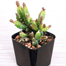 Cactus Pot Plant -Rhipsalis Cereoides - In 2&quot; Pot - $124.22 MXN