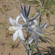 GIB Hesperocallis undulata | Ajo Lily | Ajo Silvestre | Desert Lily | 10 Seeds - £13.54 GBP