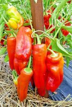 61 Cubanelle Sweet Pepper Seeds Container Easy Vegetable Garden Patio - £9.57 GBP