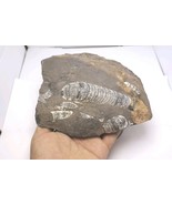 Devonian Orthoceras Fossil Plate – Genuine Prehistoric Sea Creature from Morocco - $54.45