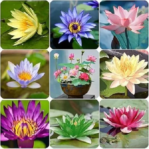 AW 60 Seeds Mix Bonsai Bowl Lotus Water Lilys Flower Non Gmo Herb Easy To Grow - £24.28 GBP