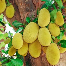 Organic Jackfruit Seeds - 3 Pack, Tropical Fruit Garden, Grow Your Own Exotic Tr - £3.99 GBP