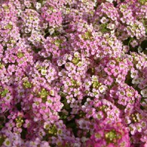 Fast Ship USA Seller 100 Alyssum Seeds Cheers Pink Ground Cover - £13.58 GBP