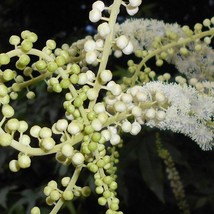 USA Seller Black Cohosh Seeds Fresh Organic Bugbane, Snakeroot, Fairy Candle Cim - £10.44 GBP