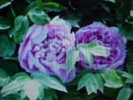 Large Color Bloom Purple Tree Peony Flower Seeds *Please Read Instructions! - £6.35 GBP