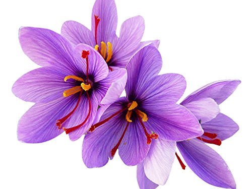 3 Saffron Crocus Sativus - 9 cm Sized Jumbo Corms - $8.90