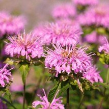 Fresh New 20 Dwarf Pink Bee Balm Monarda Bradburiana Eastern Beebalm Her... - £11.12 GBP