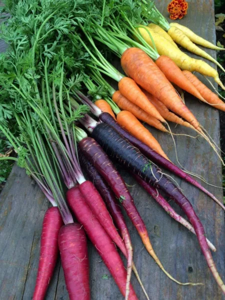 500 Rainbow Carrot Seeds To Grow Colorful Blend Of Exotic Carrots Usa Seller - £11.65 GBP