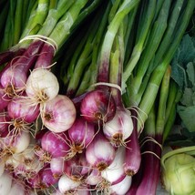 100 Scarlet Bandit Bunching Onion Red Allium Cepa Vegetable Seeds New Fresh Seed - £11.90 GBP