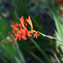 Red Crocosmia Lucifer Plant 50 Pcs Seeds - £8.22 GBP