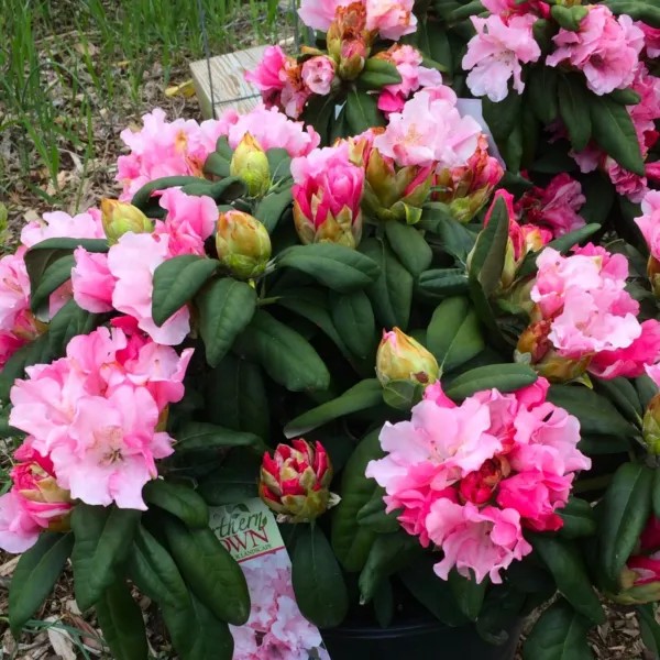 Yaku Princess Azalea Rhododendron Starter Plant Varying Shades Of Pink Garden - £46.26 GBP