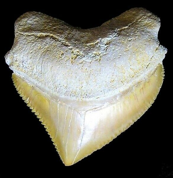 SQUALICORAX TOOTH REAL SHARK NECKLACE FOSSIL PENDANT GREAT WHITE CORAX E... - $8.86