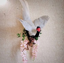 Silver Pheasant (Lophura Nycthemera) Taxidermy Wall Mount AAA+ - $450.00