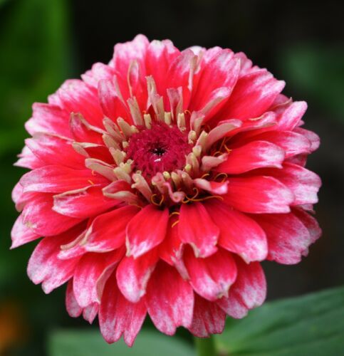 CLK Zinnia elegans Ice Queen Bi-Colored petals 25+ seeds - $2.98