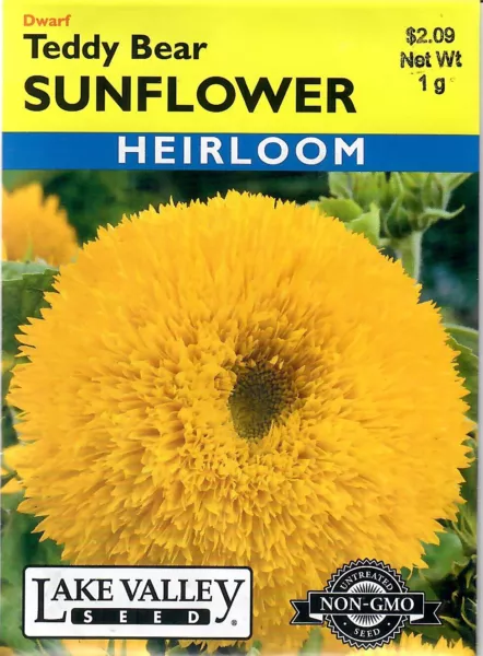 Sunflower Teddy Bear Heirloom Non Gmo Flower Seeds Lake Valley 12/24 Fresh New - £6.89 GBP