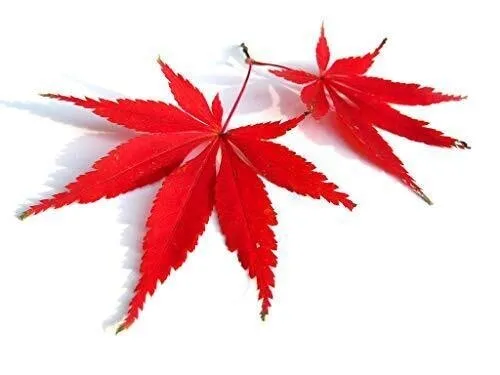 Fresh New Red Lace Leaf Japanese Maple Acer Palmatum 30 Seeds - £10.22 GBP