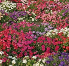 Verbena Ideal Florist Mix Colors 200 Seeds - £6.26 GBP