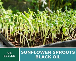 500 Seeds Sprout Sunflower Black Oil Seeds Grow All Year GMO Free Seed - $19.23