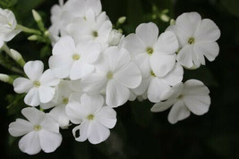 White Phlox Flower 50 Seeds | Phlox Drummondii - $8.56