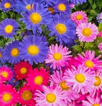 China Aster Rainbow Mix Flower + seeds   From US - £5.94 GBP