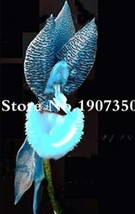 USA SELLER 100Pcs Phalaenopsis Orchid Phalaenopsis Flower Seeds Sky Blue Flowers - $16.91