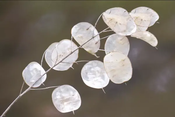 Fresh Lunaria “Money Plant” Silver Dollar Seeds Organic Heirloom Open Pollinated - £6.14 GBP