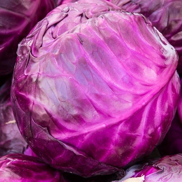 Red Acre Cabbage Seeds Fresh Garden Seeds Fresh Seeds - $3.00
