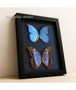 Blue Morpho Menelaus Asarpai Pair Real Butterflies Framed Entomology Sha... - €179,33 EUR
