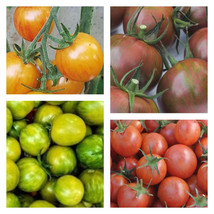 Bumble Bee Tomato Collection | Organic Seeds FRESH - $32.86