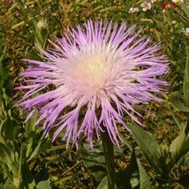 Best 25 Seeds Easy To Grow American Basketflower Flowers - £6.92 GBP