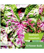6 Seafoam Caladium Bulbs – Pale Mint Green &amp; Pink Foliage - $53.68 CAD