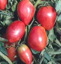 Fresh 50 Seeds Grushovka Tomato Juicy Tomatoe Vegetable Edible Gardening USA SHI - £6.56 GBP