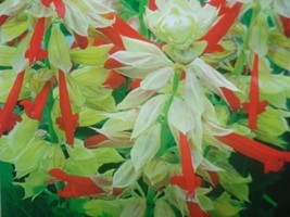 FG 40+ Rouge et Blanc Bicolore Salvia Sauge Semences Florales / Sécheres... - $15.69