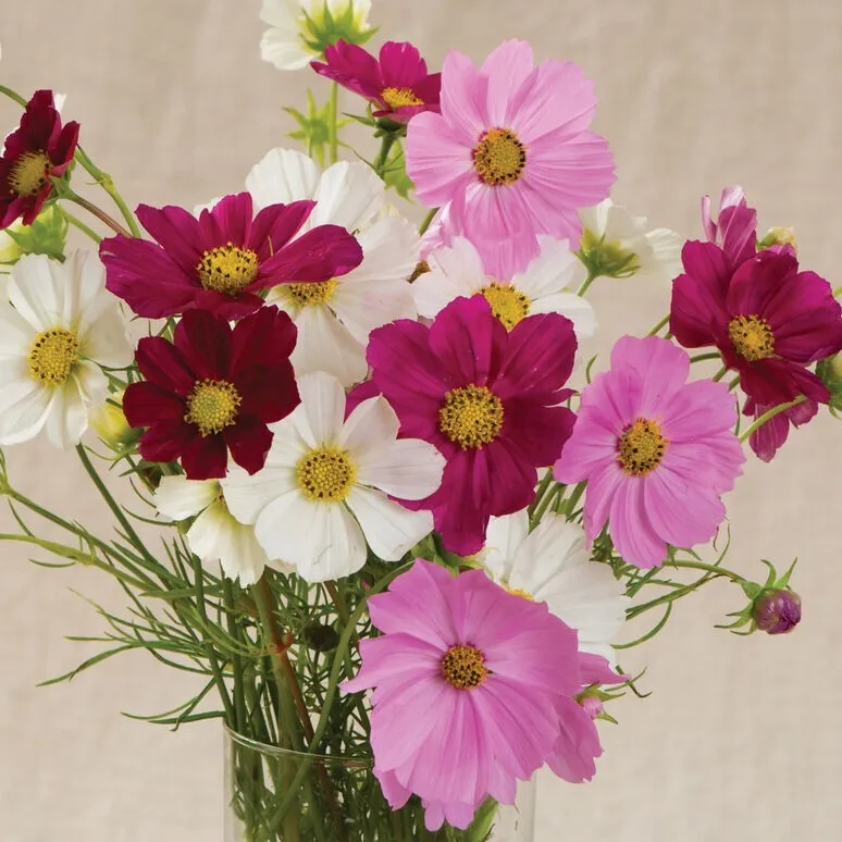 35 Seeds Cosmos Versailles Mix - £7.66 GBP